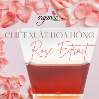 ROSE EXTRACT (CHIẾT XUẤT HOA HỒNG - PHÁP)
