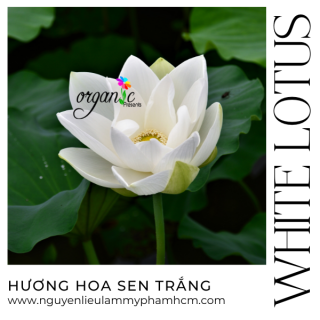 HƯƠNG HOA SEN TRẮNG (WHITE LOTUS )